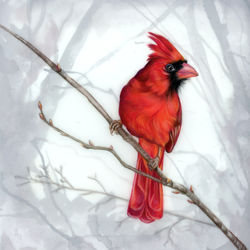 Male Cardinal