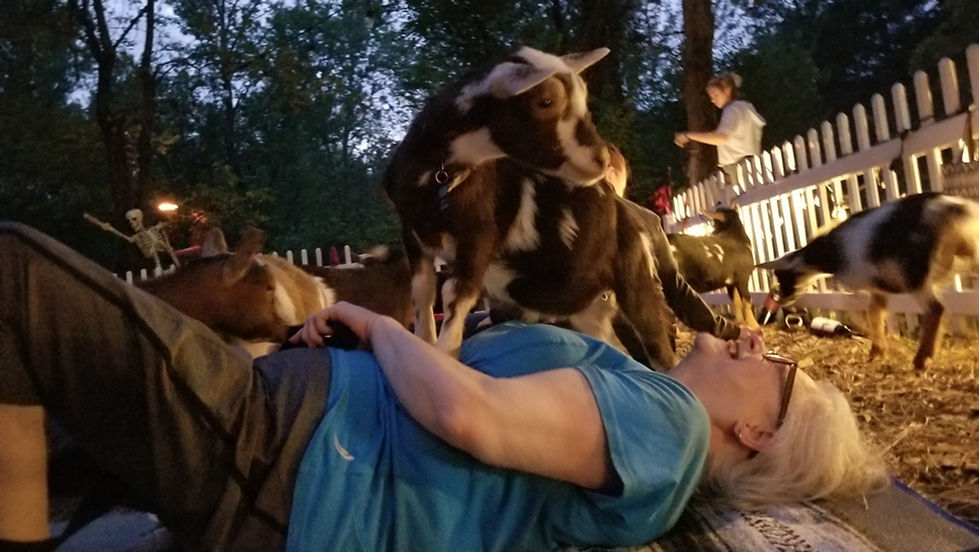 Goat Yoga  & Goat Fun!         
