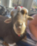 Goats in Ugly Christmas Sweaters Goat Yoga & Goat Fun!