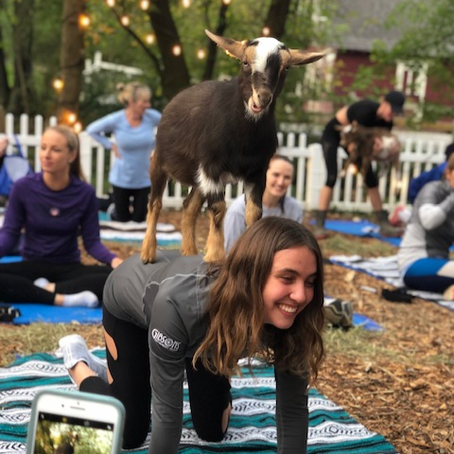 Team Bonding Goat Yoga Orland Park, IL