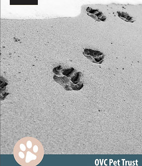 Paw Prints in sand