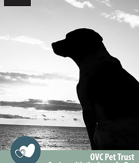 Dog Looking out to the distance