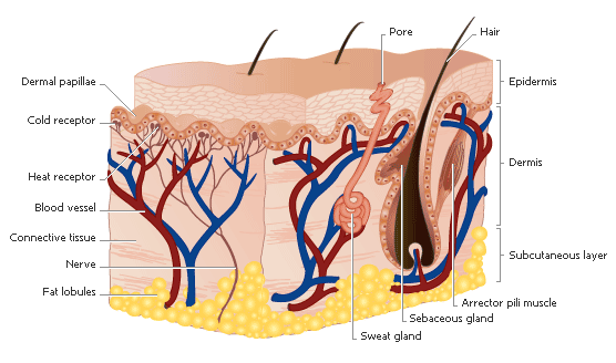 Skin & its Structure