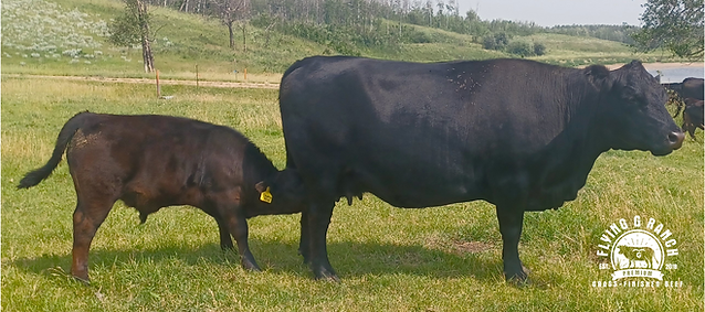 DaphneAndCalf.png