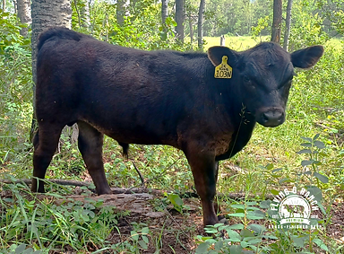 RosieBullCalf.png