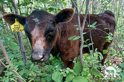 Gina Calf.png