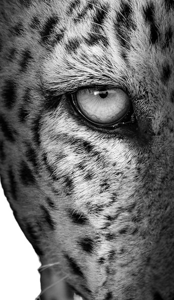 Leopard_edited_edited.png