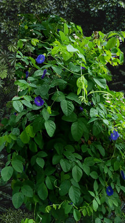 Unlocking the Wellness Benefits of Butterfly Pea Flower: