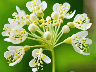 Moringa flowers: Nature's Secret Potion to Vibrant Health and Wellness