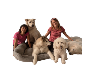 Modern Family Dog: come nasce il nostro asilo per cani