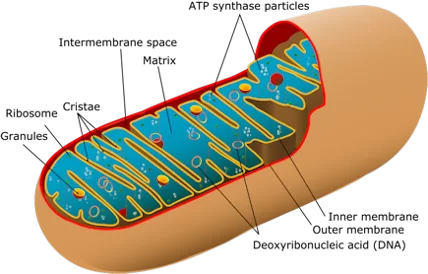 mitochondrial.webp