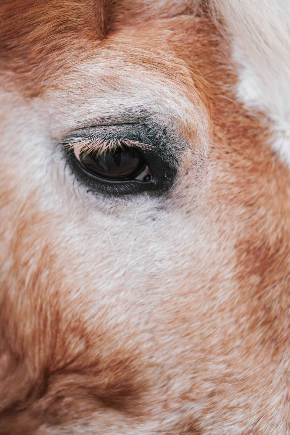 Tierfotografie Pferd Familie Weide Kleid-15