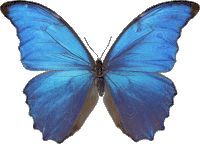 butterfly-blue-butterfly.gif