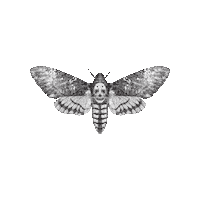 200.gif