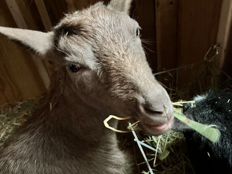 Nestling, they slept...