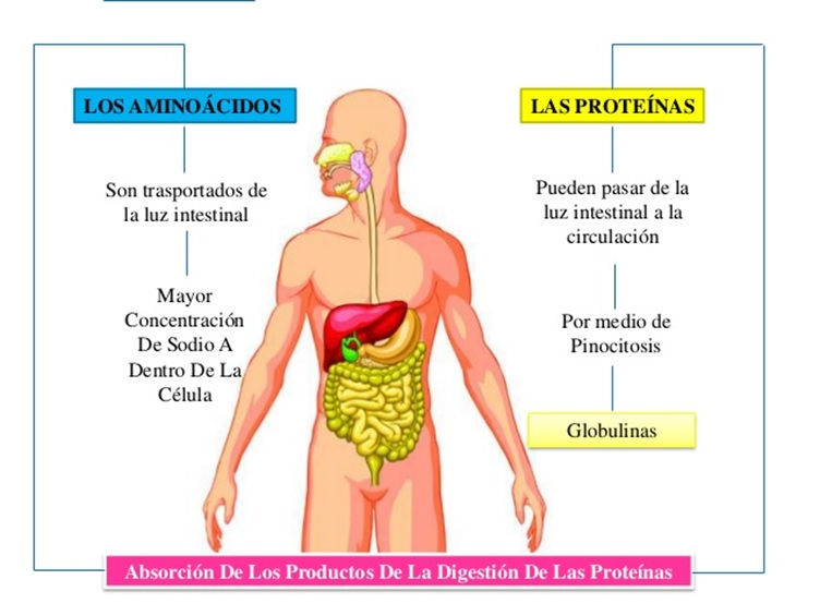 Metabolismo de las Proteínas