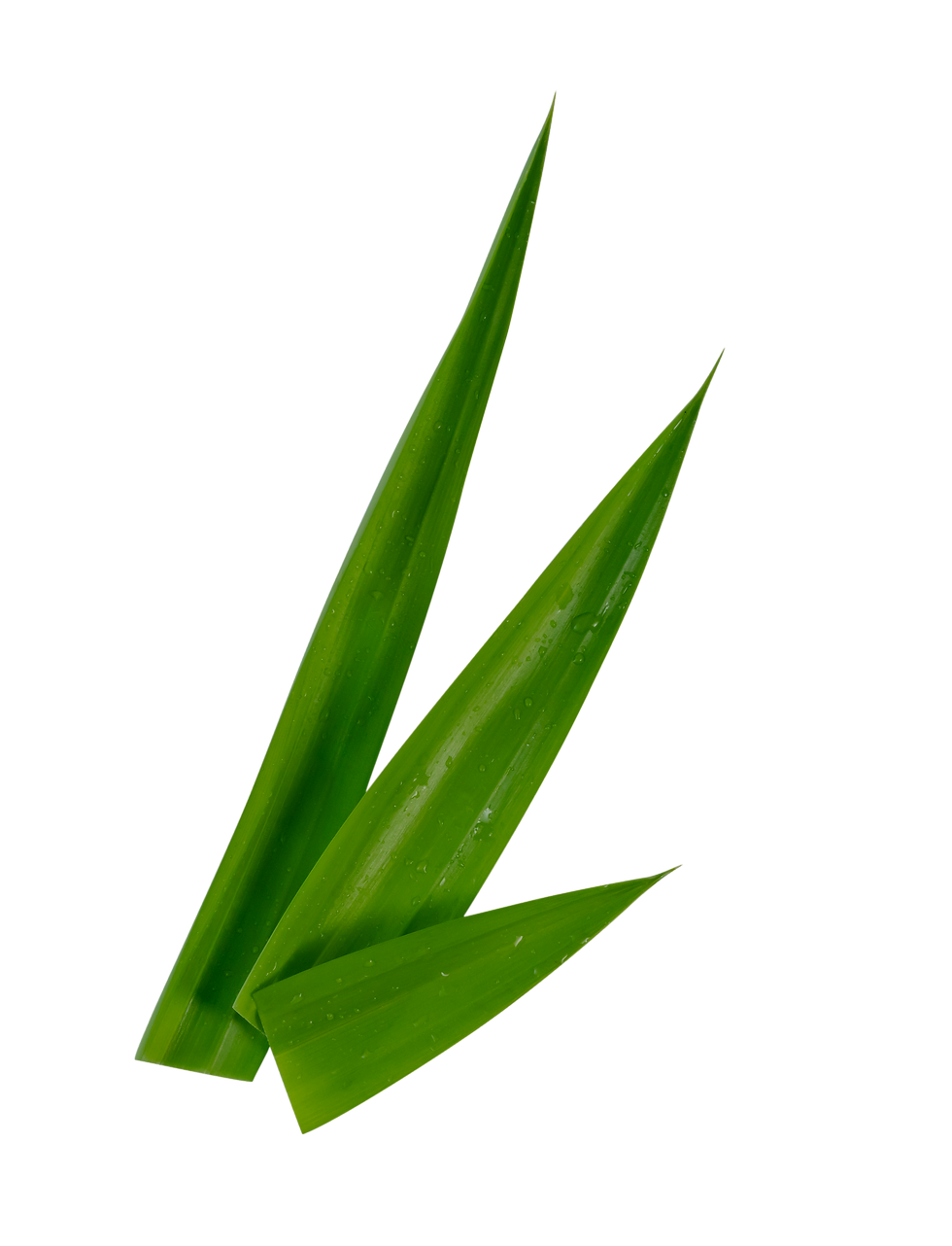 vecteezy_leaf-pandan-isolated_38057813_edited.png