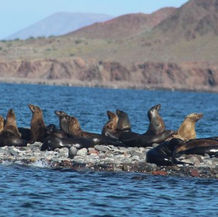 Operativo especial de desenmalle de lobos marinos en el APFF Islas del Golfo de California