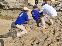 Despliega Protección Civil acciones por presencia de cocodrilos en la Costa y Cuenca del Papaloapan