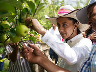 Sheinbaum visita a productores de manzana en Coahuila