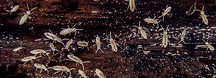 Colémbolo Lombricomposta