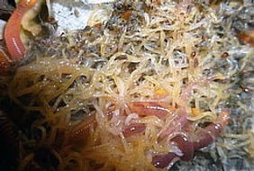 Enquitreido Lombricomposta