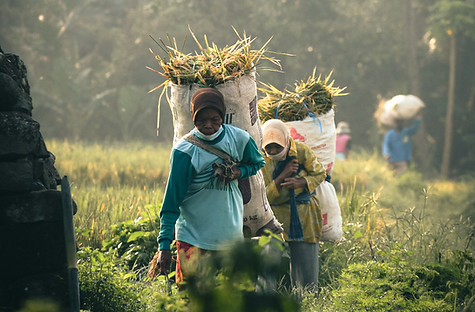 Trusted Indonesian Farmers