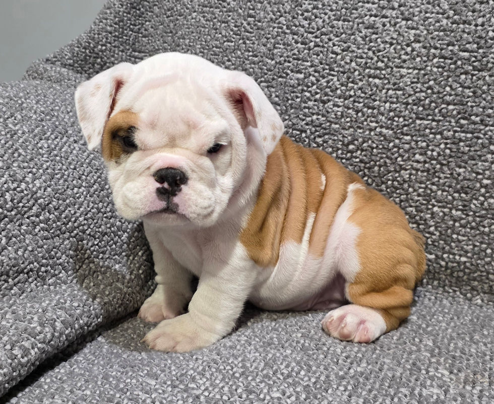 Thumbnail: Dante ~ AKC English Bulldog  ~ Male ~ 8 Weeks