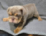 Thumbnail: Dick ~ AKC English Bulldog  ~ Male ~ 8 Weeks