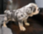Thumbnail: Butkus ~ AKC English Bulldog  ~ Male ~ 8 Weeks