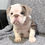 Thumbnail: Brewster ~ English Bulldog ~ Female ~ 10 Weeks