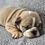 Thumbnail: Barkley ~ English Bulldog ~ Male ~ 10 Weeks