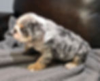 Thumbnail: Butkus ~ AKC English Bulldog  ~ Male ~ 8 Weeks