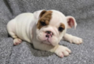 Allen ~ AKC English Bulldog  ~ Male ~ 12 Weeks