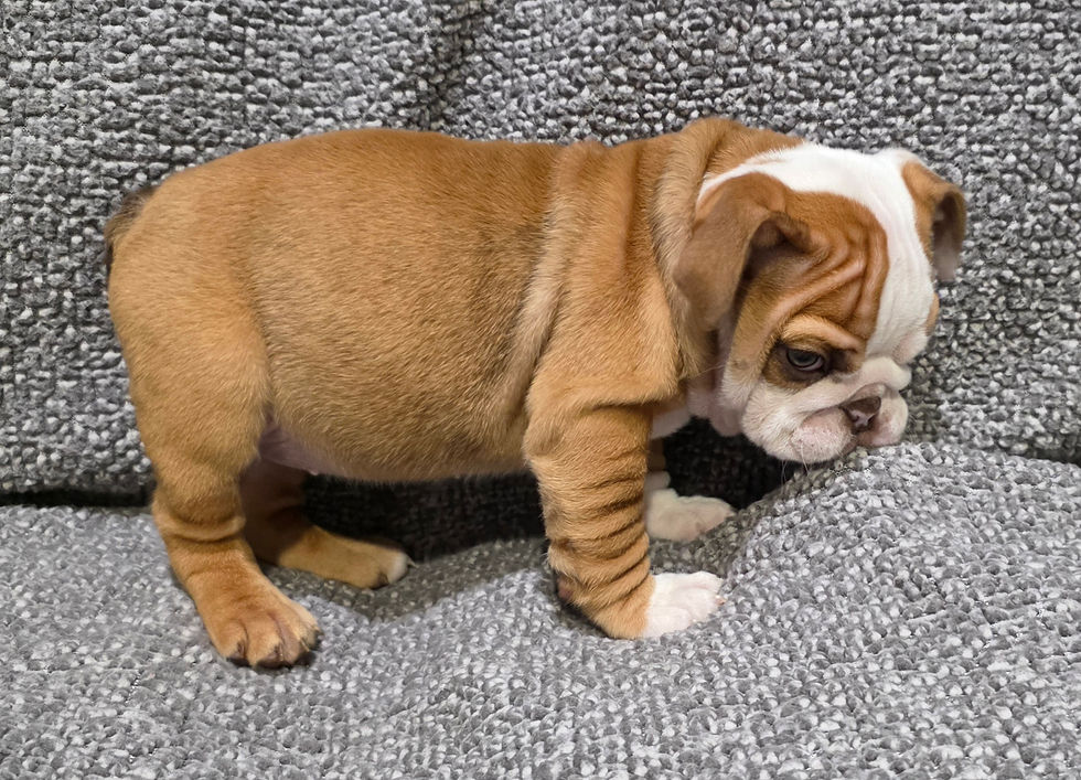 Thumbnail: Marion ~ AKC English Bulldog - Female - 8 weeks old