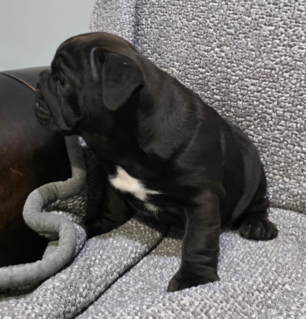 Thumbnail: Leroy ~ AKC English Bulldog  ~ Male ~ 10 Weeks