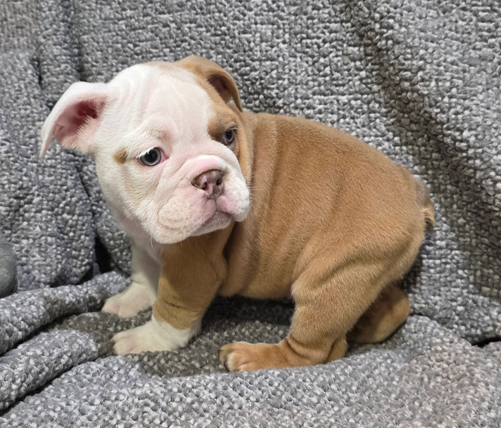 Thumbnail: Bobbi ~ AKC English Bulldog - Female - 8 weeks old