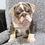 Thumbnail: Milt ~ English Bulldog ~ Male ~ 10 Weeks