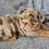 Thumbnail: Earl ~ AKC English Bulldog  ~ Male ~ 13 Weeks