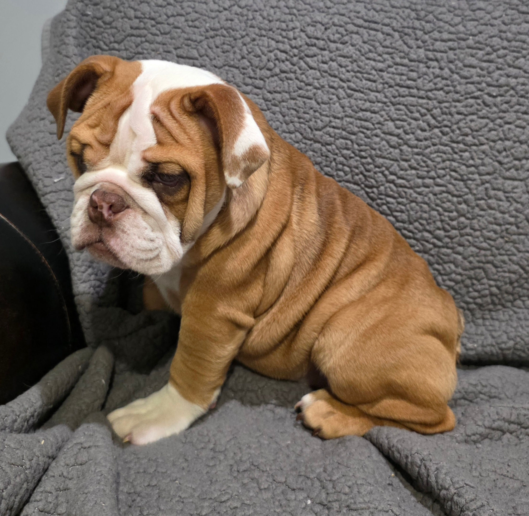 Marion | Fawn & White Female | 16 Weeks