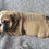 Thumbnail: Barkley ~ English Bulldog ~ Male ~ 10 Weeks