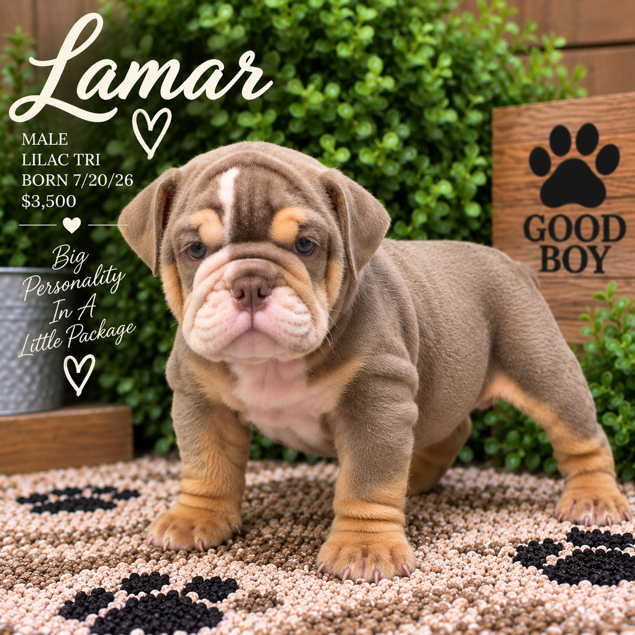 Lamar | Lilac Tri Male | 8 Weeks