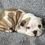 Thumbnail: Adrian ~ English Bulldog ~ Female ~ 10 Weeks