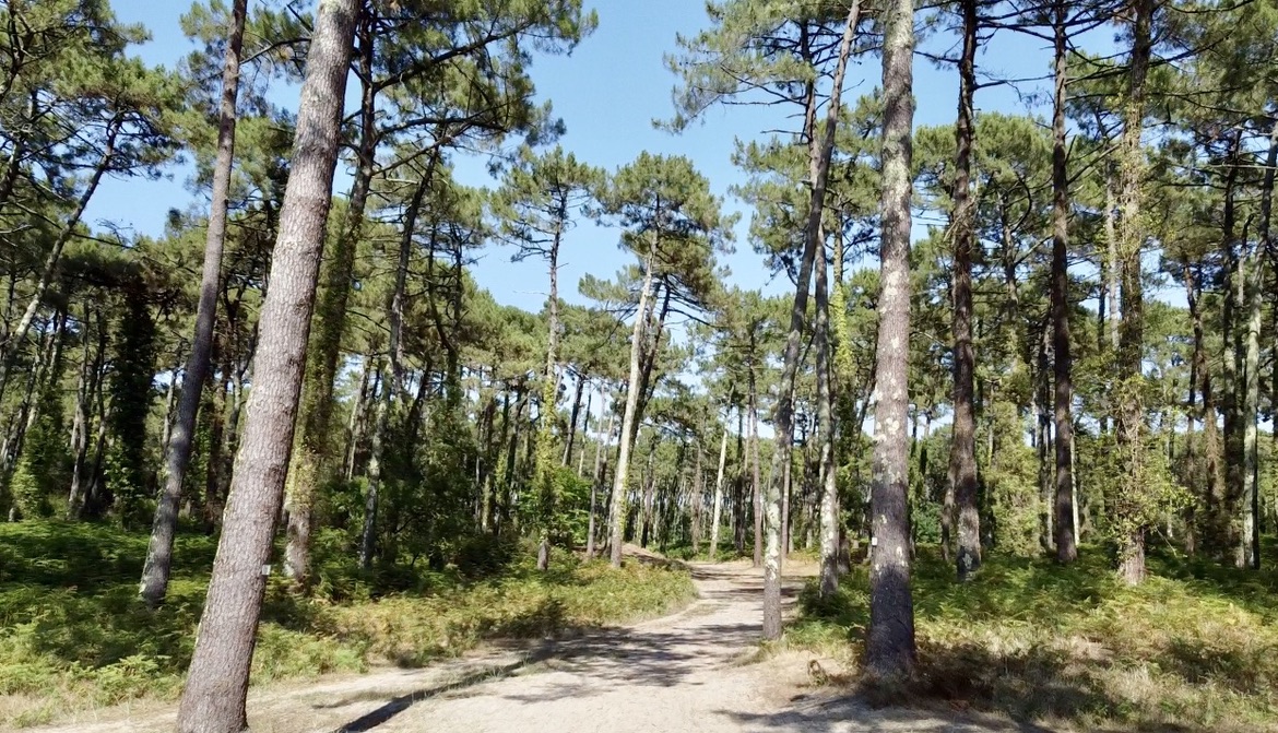 Chemin dans la pinède à Anglet
