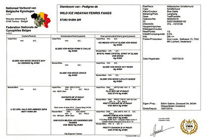 Hidayah Pedigree.jpg