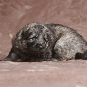 lila-2.JPG