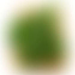 Top 10 Health Benefits of Eating Kale