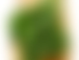 Top 10 Health Benefits of Eating Kale