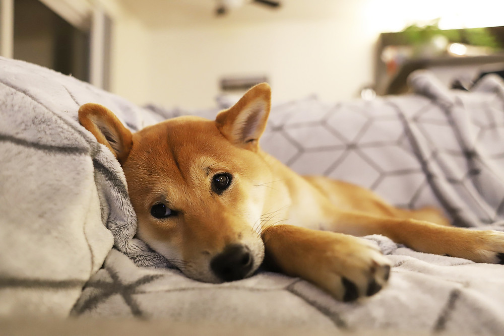 Uni The Shiba Inu