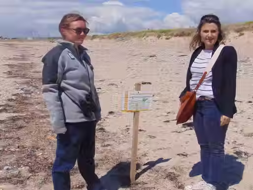 Saint-Pierre-Quiberon. La plage de Penthièvre sanctuarisée pour les gravelots